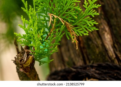 1,984 Main fir tree Images, Stock Photos & Vectors | Shutterstock