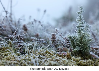 Fir sapling in meadow covered with hoarfrost