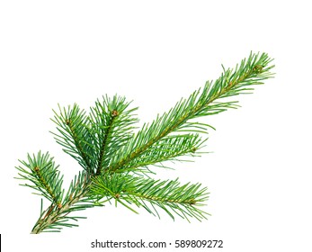 Fir Or Spruce Branch Isolated On White