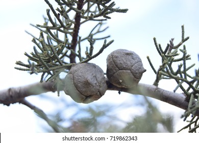 FIR TREE