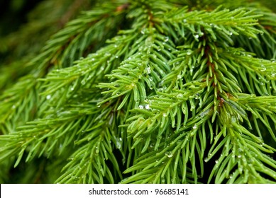 fir tree branch