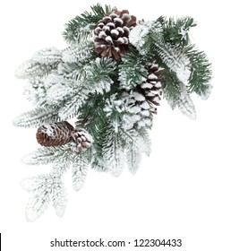 Fir tree branch with cones covered with snow. Isolated on white background