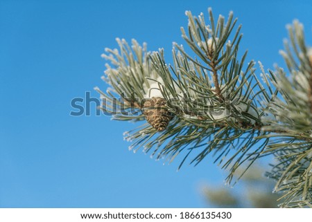 Similar – Pine cones Tree Detail