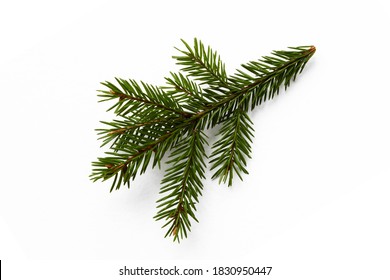 Fir tree branch isolated on white. - Powered by Shutterstock