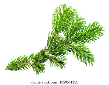 Fir Tree Branch Isolated On White Background. Christmas Tree Twig  Close Up. Top View
