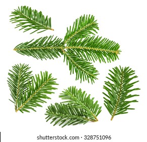 Fir Tree Branch Isolated On White