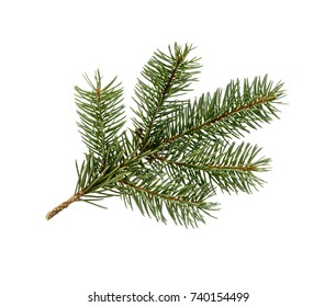 Fir tree branch isolated on white background. Pine branch. Christmas background.