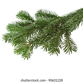 Fir Tree Branch Isolated On White