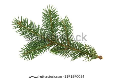  Fir tree branch isolated on white background. Pine branch. Christmas fir.