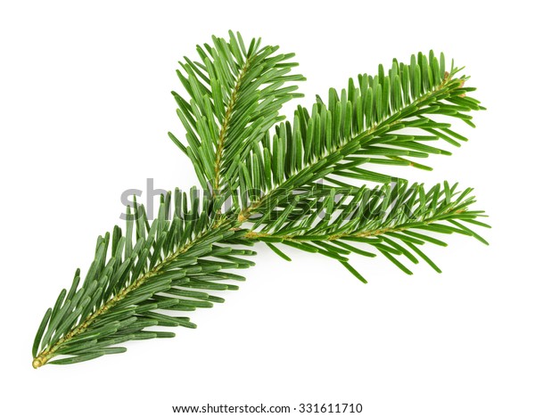 Fir Tree Branch Isolated On White Stock Photo (Edit Now) 331611710