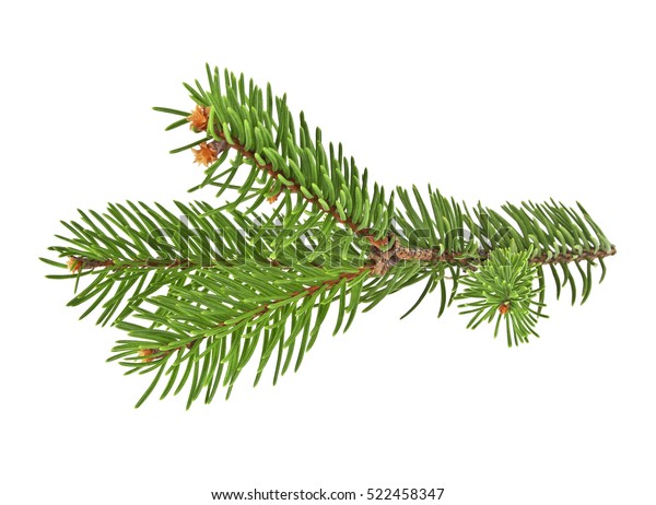 Fir Tree Branch Isolated On White Stock Photo (Edit Now) 522458347