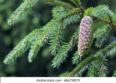 Fir tree branch with a new cone.