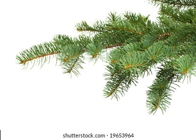 Fir Tree Branch On A White Background. Close Up. Christmas Decoration.