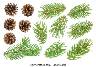 Fir tree branch and pine cones isolated on white background