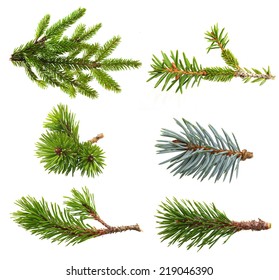 Fir tree branch set  isolated on white.
