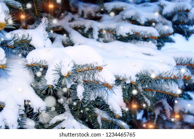 Fir tree branch in white snow on winter holiday evening with light bulb & snowfall. Spruce or pine tree in snow flakes december scene as fir pine forest background space. Fir tree branch & fluffy snow - Shutterstock ID 1234465765