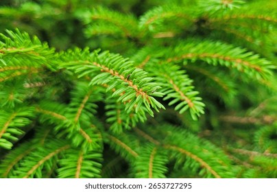 Fir tree branches close up