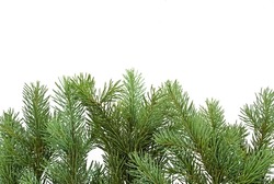 Background of pine branches.  Nature Stock Photos ~ Creative Market