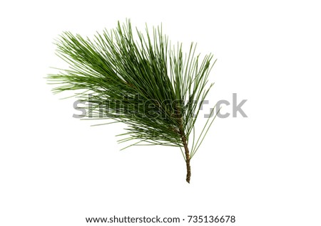 Fir tree branches isolated on white background. Christmas pine tree branches decoration.