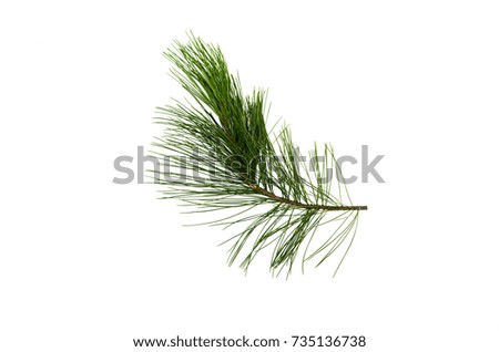 Fir tree branches isolated on white background. Christmas pine tree branches decoration.