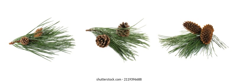 Fir tree branches with pinecones on white background, collage. Banner design