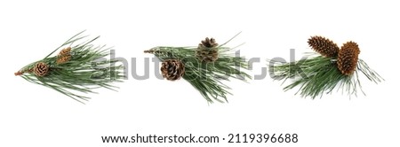 Fir tree branches with pinecones on white background, collage. Banner design