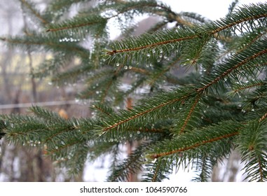Fir tree branches with raindrops in spring
