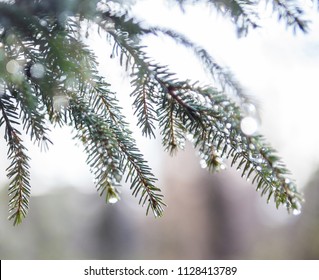 Fir tree branches wet after the rain. Raindrops on the needles. Close-up. - Powered by Shutterstock