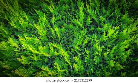 383,703 Conifers Images, Stock Photos & Vectors | Shutterstock