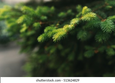 Fir tree brunch close up. Shallow focus. Fluffy fir tree brunch close up. Christmas wallpaper concept. Copy space.  