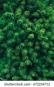 Fir tree brunch close up. Shallow focus. Fluffy fir tree brunch close up. Christmas wallpaper concept. Copy space.