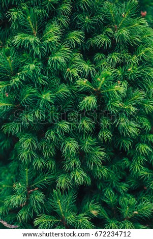 Fir tree brunch close up. Shallow focus. Fluffy fir tree brunch close up. Christmas wallpaper concept. Copy space.