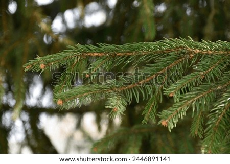Fir tree with cones, conifer tree branches, early spring nature, fir needles, evergreen tree, spruce, coniferous forest, sunlight.
