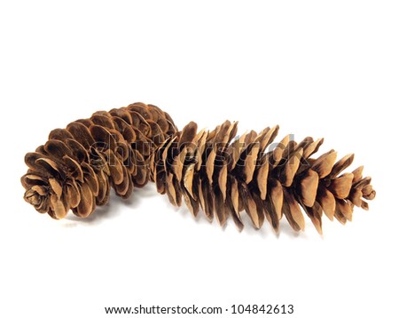 fir tree cones on a white background
