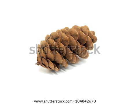fir tree cones on a white background