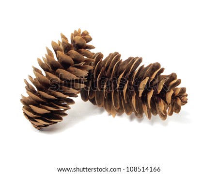 fir tree cones on a white background