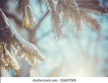 Fir tree covered with snow under morning sunbeams - Powered by Shutterstock