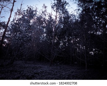 fir tree in the forest