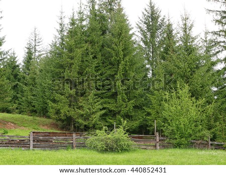 Fir tree forest