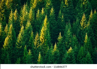 fir tree forest in morning time