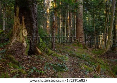 Fir tree forest with moss and green  vegetation. Natural coniferous forest of the Carpathians. Fir forest in the Carpathians. European silver fir forest.