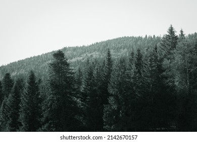 Fir Tree Forest On The Jura Mountains