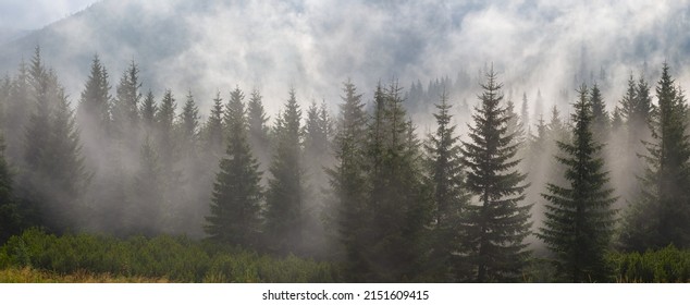 fir tree forest on mountain valley in dense mist and clouds, natural mountain background - Powered by Shutterstock