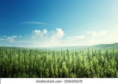 Fir Tree Forest In Sunny Day