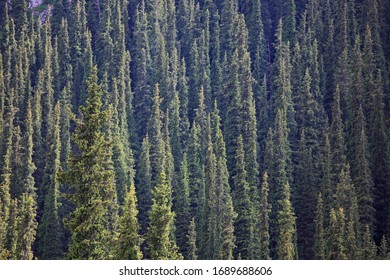 Fir tree forest in Tian Shan Mountains (Picea schrenkiana subsp. tianschanica)