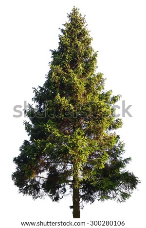 Fir tree isolated on white