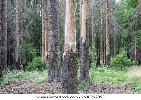 Fir tree killed by aggressive bark beetle attack with stripped trunks no foliage in grove. Forest devastation by insect pest, tree mortality from beetle invasion, spruce woodland collapse 