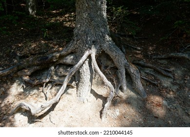 Fir Tree Roots In Abetone Mountains In Summer . Tuscany, Italy