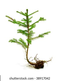 fir- tree with roots isolated on white background