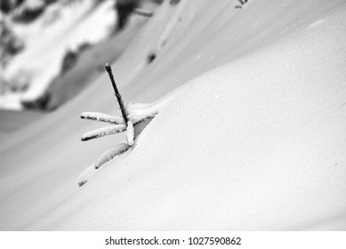 Fir tree tip seen from the big snow.